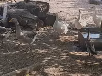 Geese — fotografija 6