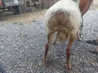 Ram, Schapen — foto 1