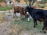 گاو نر, گاو — عکس 1
