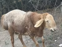 Carneiro, Edilbay sheep — foto 4