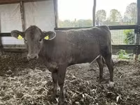 วัวตัวเมีย, Charolais cattle — รูปภาพ 1