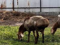Montone, Rhon sheep — foto 6