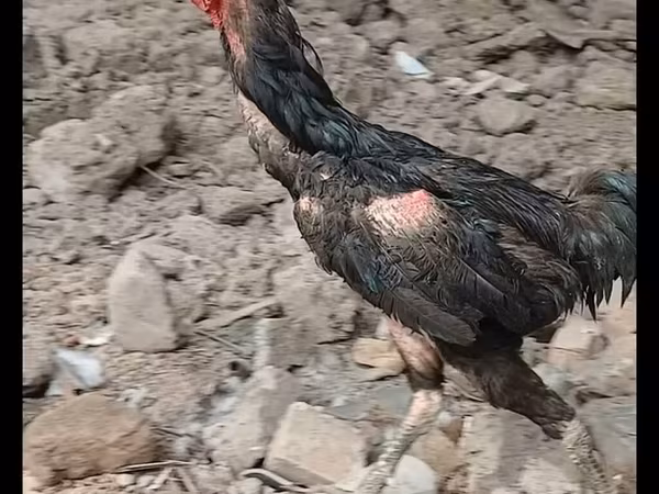 Chickens — Kyrgyzstan