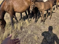 Ngựa cái, Kazakh horse — ảnh 2