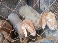 Berbec, Rhon sheep — foto 4