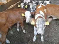 Бух, Simmental cattle — 2 зураг