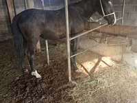 Kobila, Friesian sport horse — fotografija 4