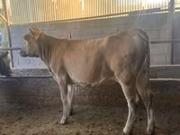 گاو ماده, Swiss cattle — عکس 1