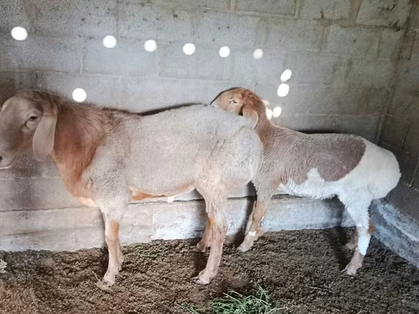 Sheep, Rhon sheep — Kyrgyzstan