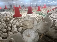 Chickens — foto 1