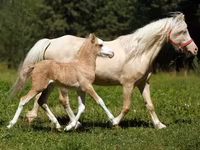 اسب نر, American shetland pony — عکس 2