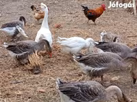 Geese — عکس 1