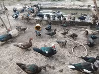 Ducks — عکس 4