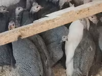 Guinea fowl — foto 3