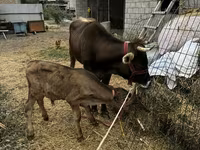 Ko, Swiss cattle — foto 3
