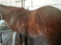 Iapă, Kazakh horse — foto 3