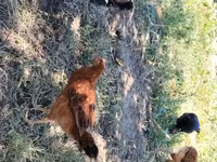 Chickens — foto 1