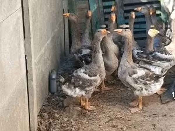 Geese