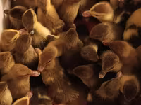 Ducks — รูปภาพ 4