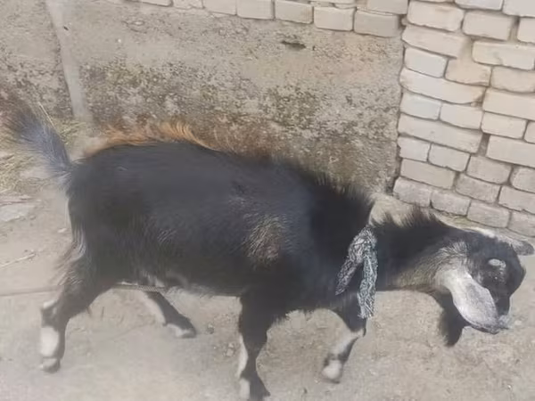 Kambing jantan, Goats