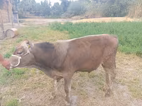 گاو نر, Swiss cattle — عکس 1