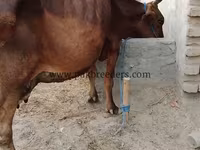 Կով, Խոշոր եղջերավոր — լուսանկար 2