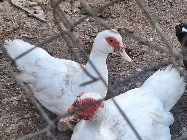 مسکوی خانگی