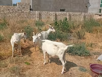 Capră, Saanen goat — foto 4