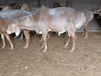 숫양, Arashan sheep — 사진 8