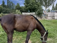 At, French Trotter — foto 3