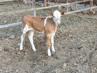 گاو ماده, Simmental cattle — عکس 4