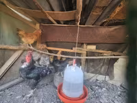 Chickens — รูปภาพ 6