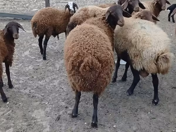 Қошқар, Karakul sheep