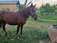 Hingst, Heste — foto 1