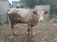 Ko, Simmental cattle — foto 1