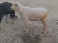 Cabras (lote, sexo no especificado), Cabras — foto 8