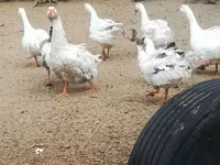 Geese — รูปภาพ 4