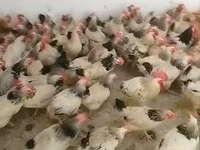 Chickens — รูปภาพ 4