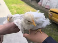 Chickens — عکس 2