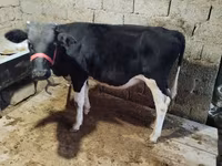 گاو نر, Russian Black pied cattle — عکس 2