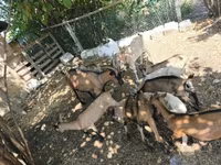 山羊（批次，未指定性别）, Goats — 照片 1