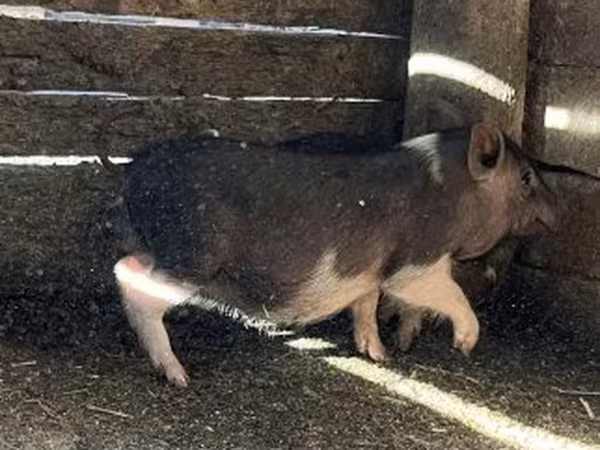Babi betina, Вьетнамская вислобрюхая