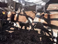 Bou, Simmental cattle — foto 3