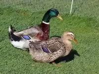 Ducks — 写真 1