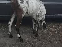 Коза, Nubian Goat — снимка 3