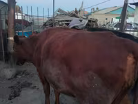 گاو ماده, گاو — عکس 1