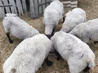 Berbec, White Suffolk sheep — foto 2