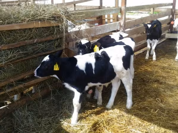 Bull, Holstein breed — Russia