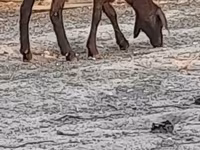 میش, Blackheaded Persian sheep — عکس 5
