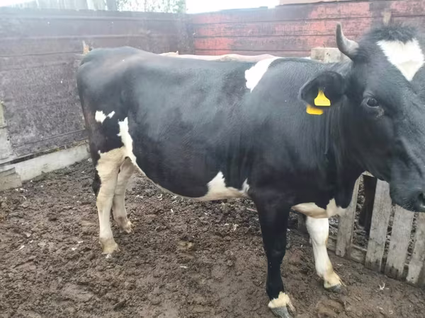 گاو ماده, Swiss cattle